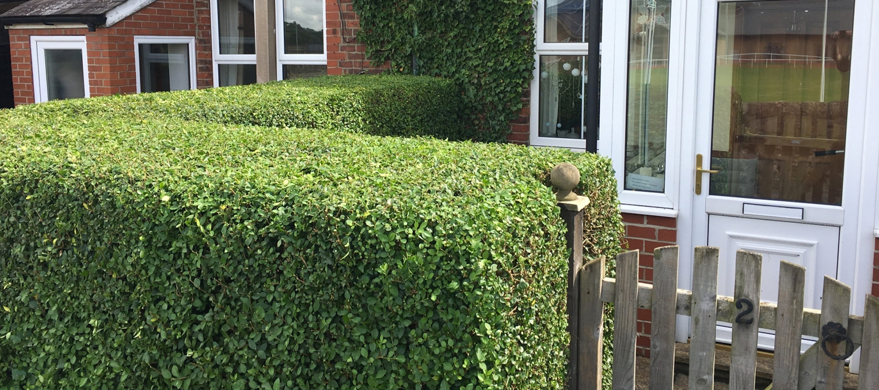 PRIVET HEDGE TRIM ZIP TREES LTDZIP TREES LTD