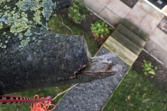 PREVIOUS 'POOR' PRUNING CUT DONE BY DEVELOPER - BEFORE