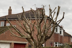 POLLARDED CHERRY TREE - WINTER