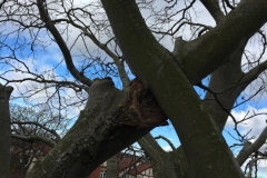 CROSSED AND RUBBING BRANCHES IN THE PROCESS OF FUSING