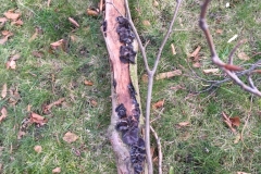 BEECH DEADWOOD WITH MANY FUNGAL FRUITING BODIES - REMOVED IN LINE WITH T.P.O.