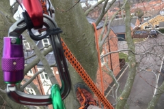 AERIAL SURVEY OF MATURE BEECH TREE WITH T.P.O. AGAINST IT