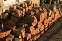 BEECH LOGS CUT INTO ROUNDS READY TO SEASON