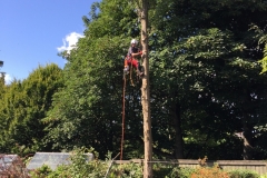 LOMBARDY-POPLAR WORKING UP THE STEM BRANCH REMOVAL