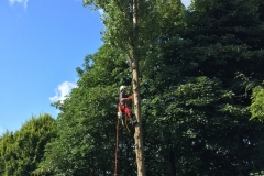 LOMBARDY-POPLAR WORKING UP THE STEM BRANCH REMOVAL