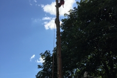 LOMBARDY-POPLAR JUST PRIOR TO TOP CROWN REMOVAL