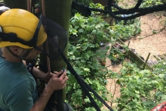 INSTALLING THE 'COBRA' TREE BRACING SYSTEM