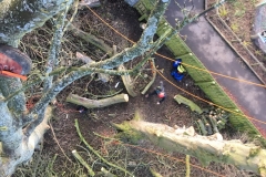 DEAD CHESTNUT DISMANTLE 2ND CLIMBER ON SYCAMORE RIGGING  TREE TO LOWER LARGE LIMBS SAFELY