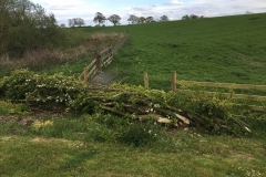 THE LAID HEDGE NEW GROWTH IN MAY