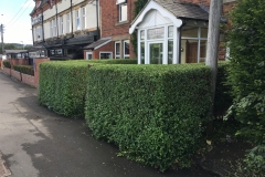 HEDGE TRIM