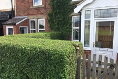 PRIVET HEDGE TRIM