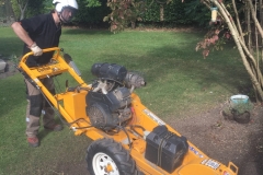 GRINDING A YEW TREE STUMP SO CLIENT CAN REPLANT THE SOIL