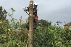 DISMANTLING AN ASH TREE STEM