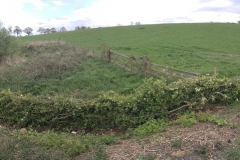PANORAMA OF A TRADITIONALLY LAID HEDGE 6 MONTHS FROM INITIAL WORK