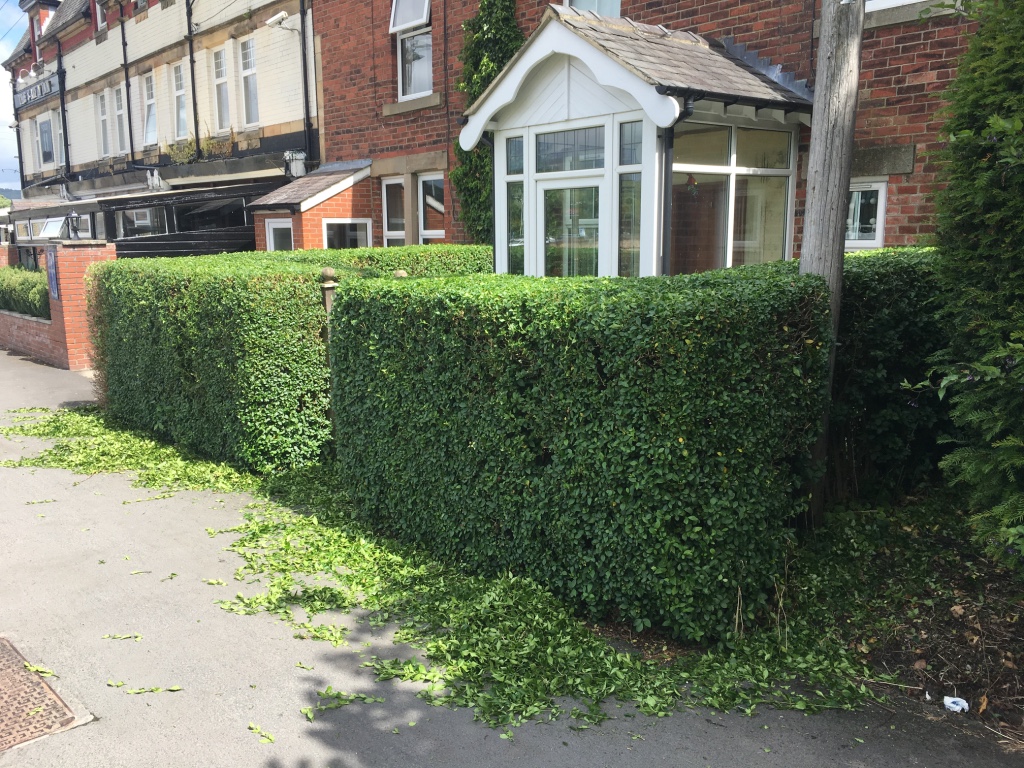 HEDGE TRIM 1