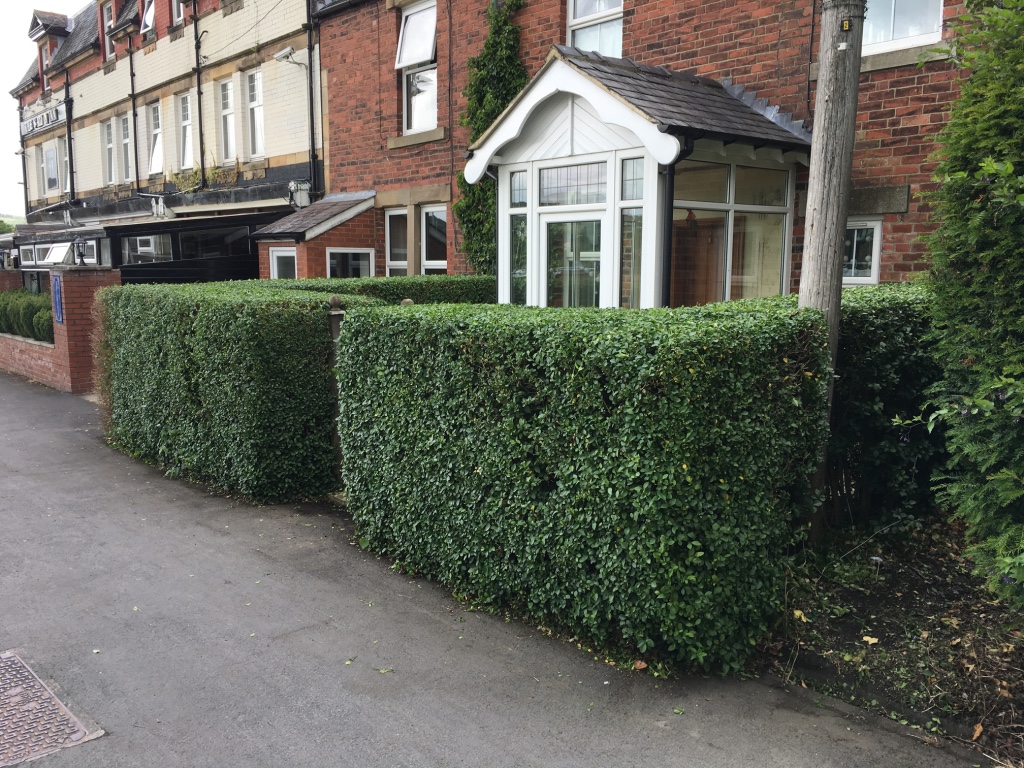 HEDGE TRIM 4